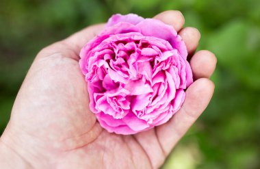 Doğada pembe bir gül. Doğadaki parkta.