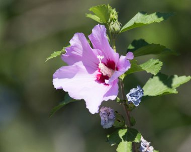 Doğadaki güzel pembe çiçek. Doğadaki parkta.