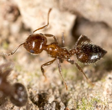 Karınca yerde. Makro. Doğadaki parkta.