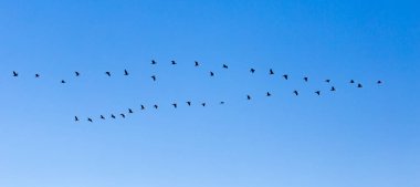 Mavi gökyüzünde güneye uçan bir kuş sürüsü. .
