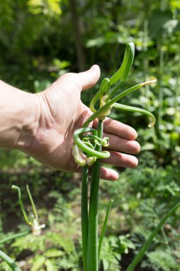 Doğada taze soğan var. Doğadaki parkta.