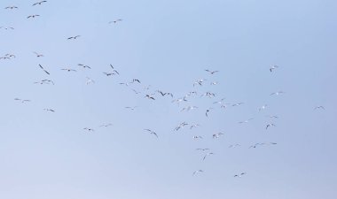 Uçan bir martı sürüsü. Doğadaki parkta.