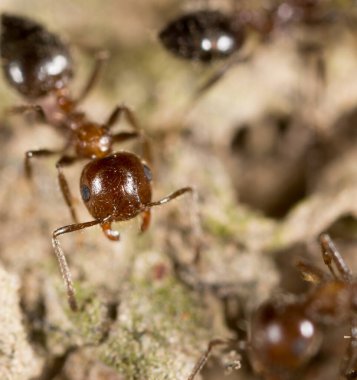 Karınca yerde. Makro. Doğadaki parkta.