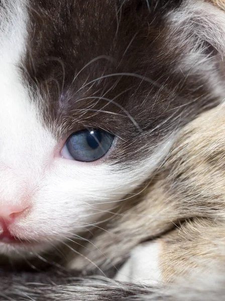 Küçük Bir Kedi Yavrusunun Portresi Doğadaki Parkta — Stok fotoğraf