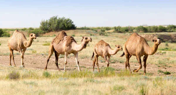 Caravana Camelos Deserto Parque Natureza — Fotografia de Stock