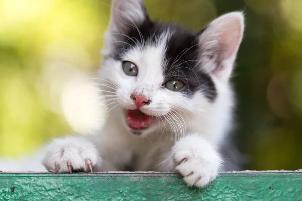 Doğada Güzel Küçük Bir Kedi Yavrusu Doğadaki Parkta — Stok fotoğraf