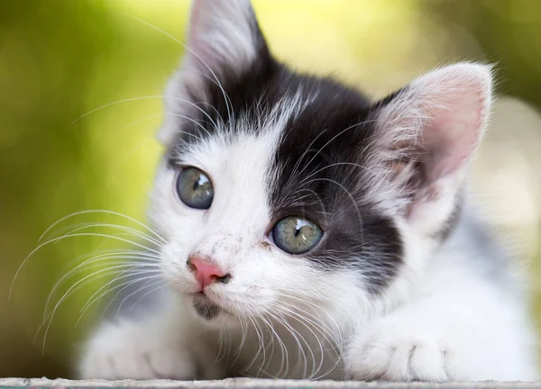 Doğada Güzel Küçük Bir Kedi Yavrusu Doğadaki Parkta — Stok fotoğraf