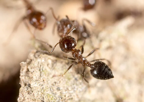 Karınca Yerde Makro Doğadaki Parkta — Stok fotoğraf