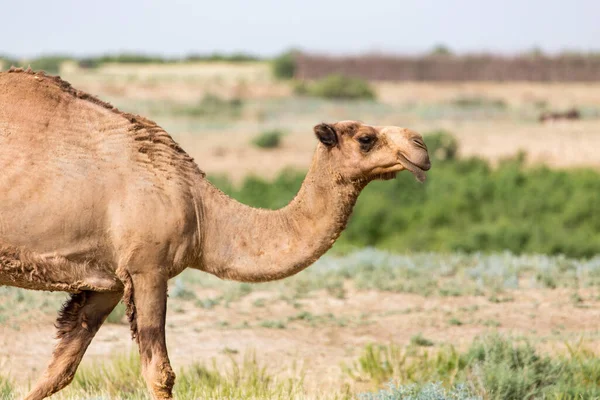Retrato Camello Naturaleza Parque Naturaleza —  Fotos de Stock