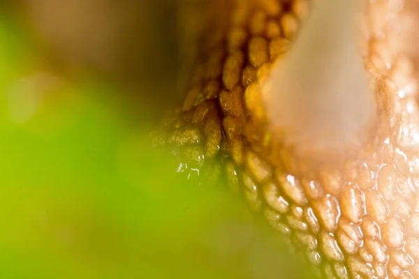 Detail Šneka Přírodě Super Makro — Stock fotografie