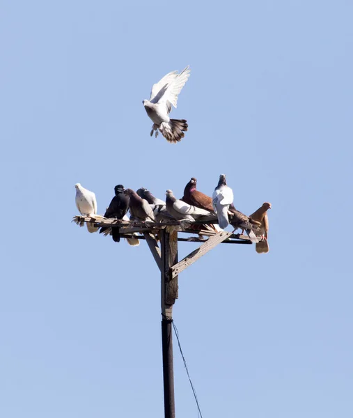 Flock Pigeons Blue Sky Park Nature — Stock Photo, Image