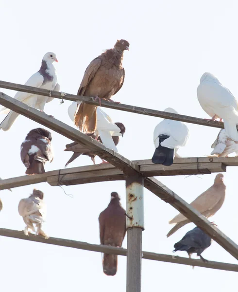 Güvercinler Doğadaki Parkta — Stok fotoğraf