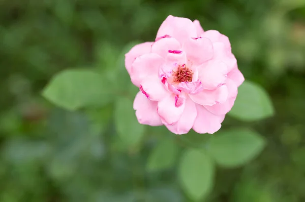 Рожева Троянда Парку Парку Природі — стокове фото