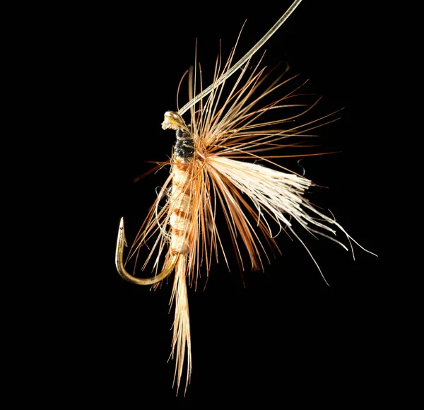 Fly Catch Fish Black Background — Stock Photo, Image