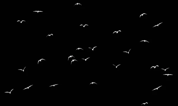 Silhouet Van Een Zwerm Vogels Een Zwarte Achtergrond — Stockfoto