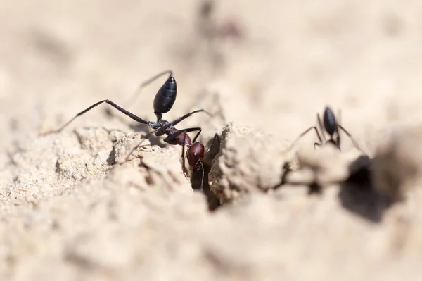 Hormiga Tierra Seca Macro Parque Naturaleza — Foto de Stock