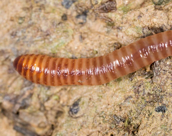 Worm Nature Super Macro Park Nature — Stock Photo, Image