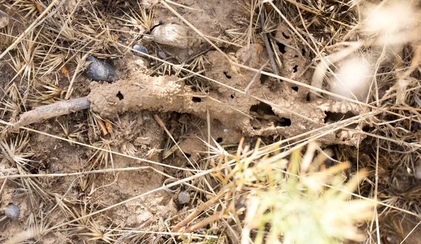 Formiche Casa Nel Terreno Nel Parco Nella Natura — Foto Stock