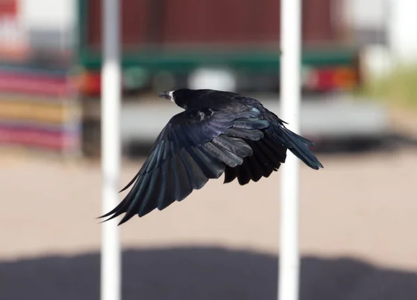 Corvo Negro Voo Mar Parque Natureza — Fotografia de Stock