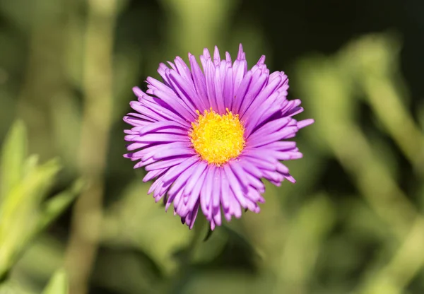 Purple Flower Nature Park Nature — Stock Photo, Image