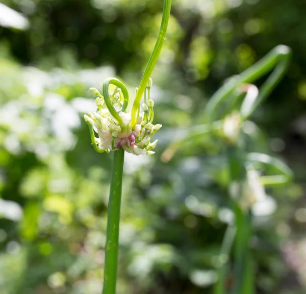 Onion Flowers Garden Park Nature — Stock Photo, Image