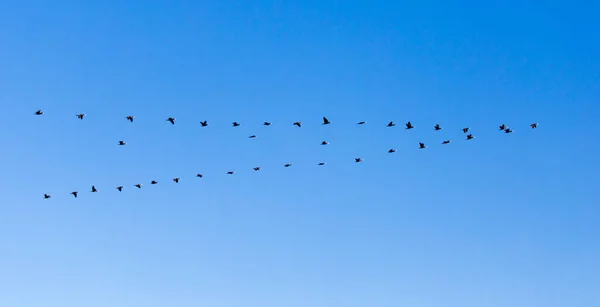 Flock Birds Flying South Blue Sky — Stock Photo, Image