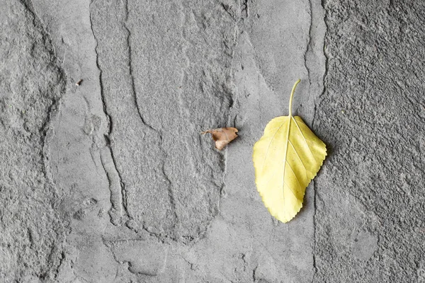 Жовтий Лист Бетоні Парку Природі — стокове фото