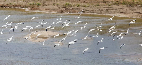 Möwenschwärme Auf Dem Fluss Park Der Natur — Stockfoto