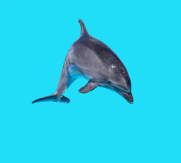 Delphin Isoliert Auf Blauem Hintergrund Park Der Natur — Stockfoto