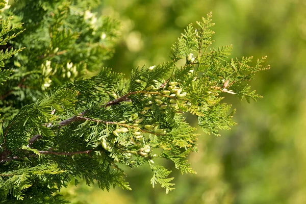 Arborvitae Κλαδιά Στη Φύση Φόντο — Φωτογραφία Αρχείου