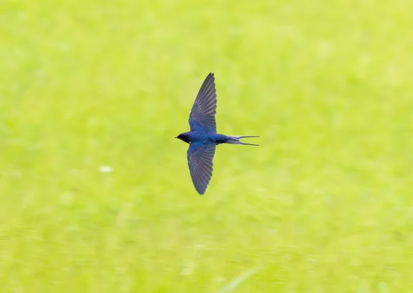 燕子在绿草的背景下飞翔 — 图库照片