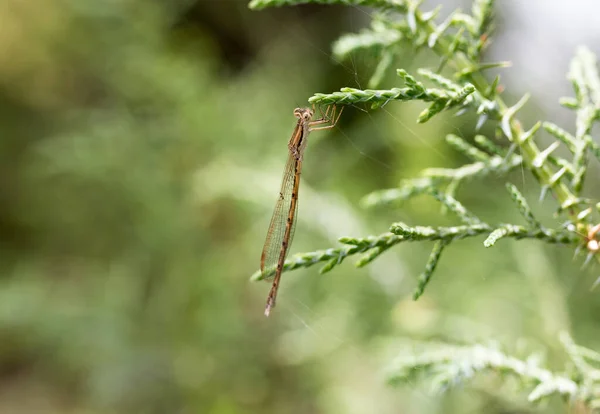 Libellula Natura Macro Nel Parco Nella Natura — Foto Stock