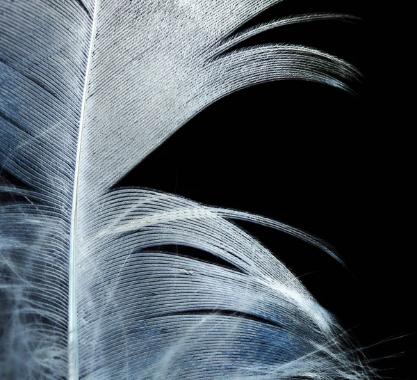 Pluma Sobre Fondo Negro Foto Una Textura Abstracta — Foto de Stock