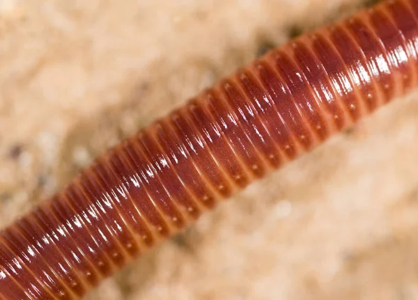 Verme Natura Super Macro Nel Parco Nella Natura — Foto Stock