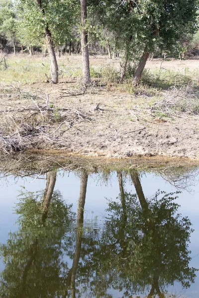 Reflexión Los Árboles Agua Parque Naturaleza — Foto de Stock