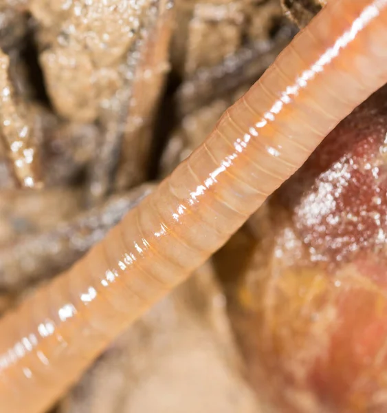 Worm Natuur Supermacro Het Park Natuur — Stockfoto