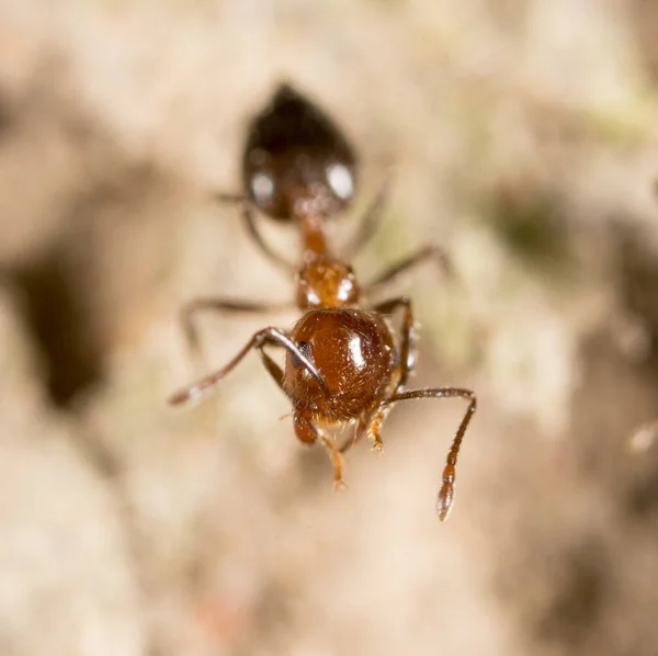 Fourmi Sur Sol Macro Dans Parc Dans Nature — Photo