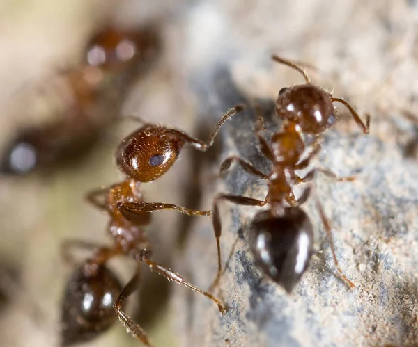 Ant Ground Macro Park Nature — Stock Photo, Image