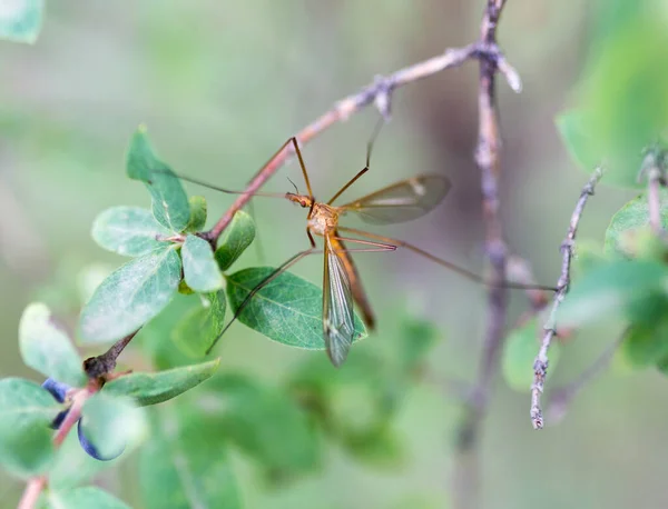 Grand Moustique Dans Nature Macro Dans Parc Dans Nature — Photo