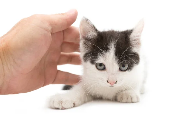 배경에 족제비 손어린 고양이 — 스톡 사진