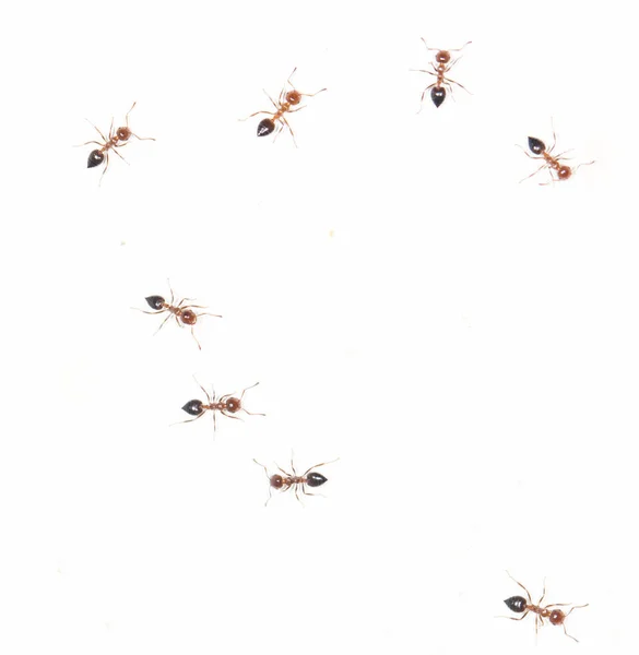 Hormigas Una Pared Blanca Parque Naturaleza —  Fotos de Stock