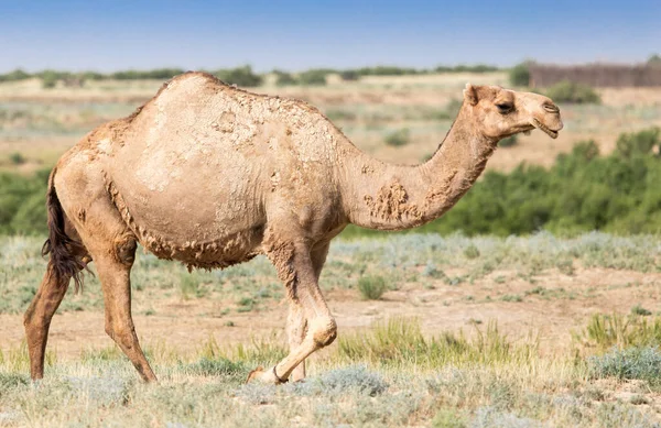 Retrato Camello Naturaleza Parque Naturaleza —  Fotos de Stock