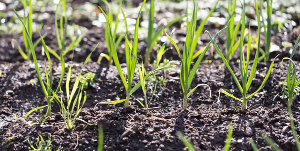 Grön Vitlök Trädgården Parken Naturen — Stockfoto