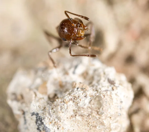 Fourmi Sur Sol Macro Dans Parc Dans Nature — Photo