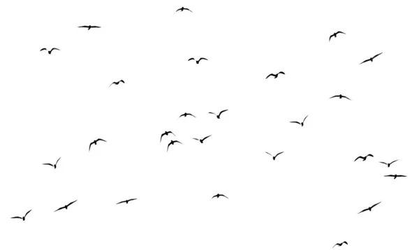 Silhouet Van Een Zwerm Vogels Een Witte Achtergrond — Stockfoto