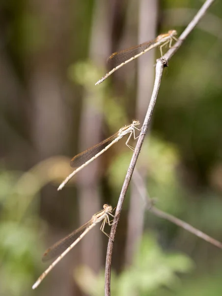 Trollslända Naturen Makro Parken Naturen — Stockfoto