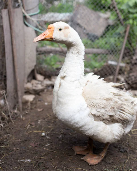 Portrait Goose Farm — Stock Photo, Image