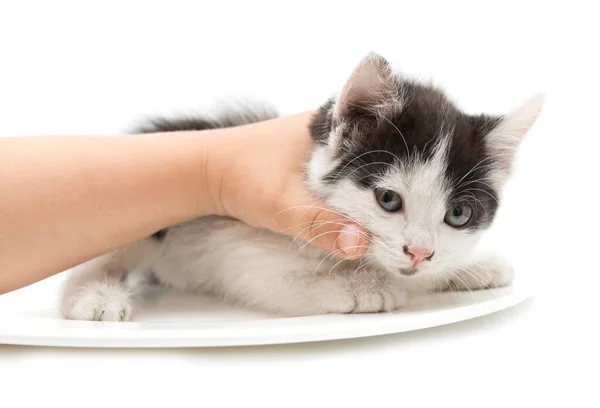 Doninha Gatinho Mão Fundo Branco — Fotografia de Stock