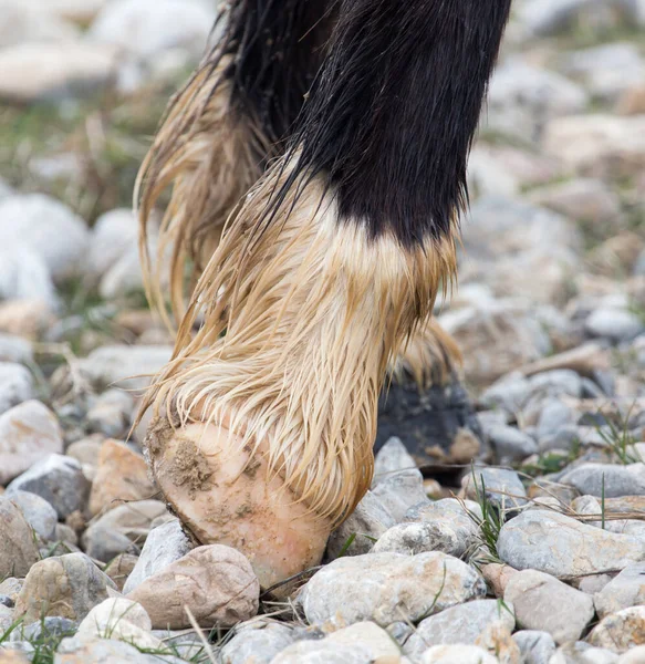 Hoeven Van Het Paard Natuur Winter — Stockfoto