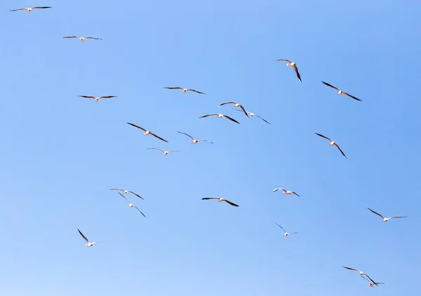 Flock Måsar Flygning Parken Naturen — Stockfoto